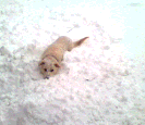 Yeti2.gif